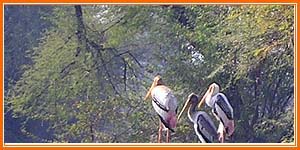 Bharatpur Birds Sanctury