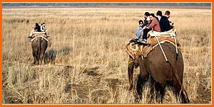 Corbett National park