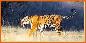 Ranthambore Tigers