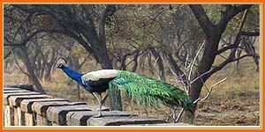 Peocock - Sariska